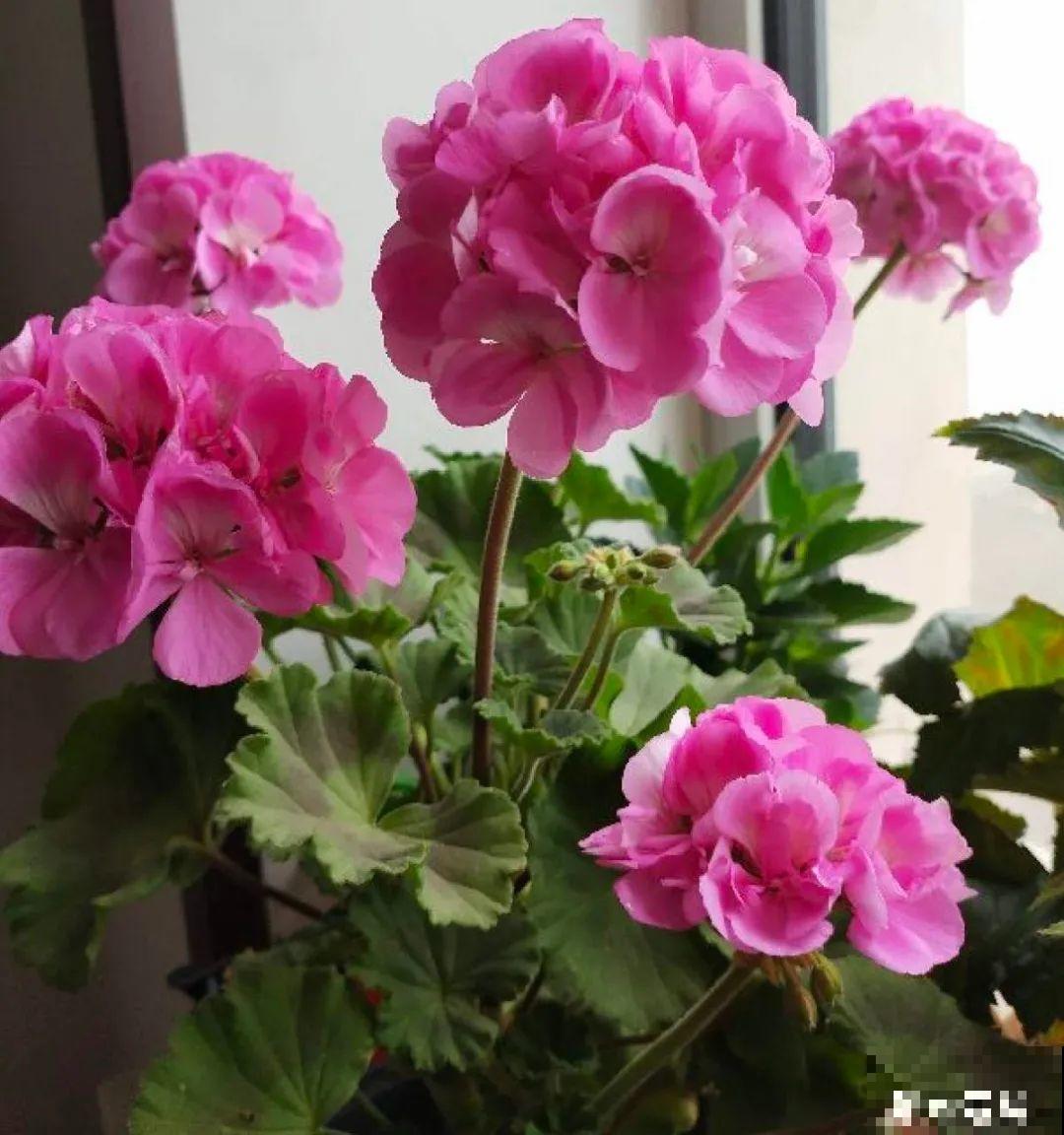 自制杀虫剂，7天喷一次，养花特干净