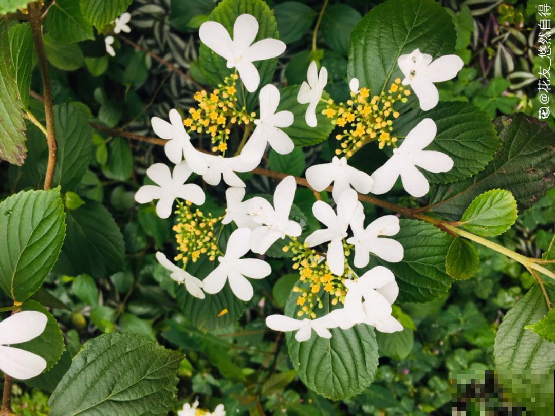 5月出门,收下这份百花图谱,啥花都能叫上名! 5月出门,收下这份百花图谱,啥花都能叫上名!