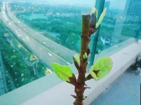 7种花要赶紧砍头,一头变多头,长得是真旺 7种花要赶紧砍头,一头变多头,长得是真旺