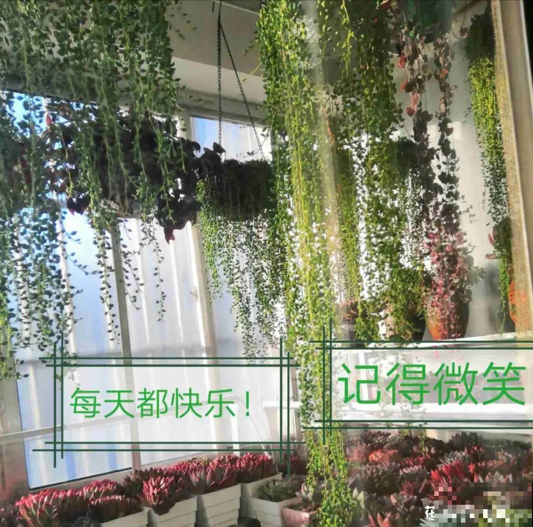 春天的多肉，长成一把大大扇子，看着就是爽