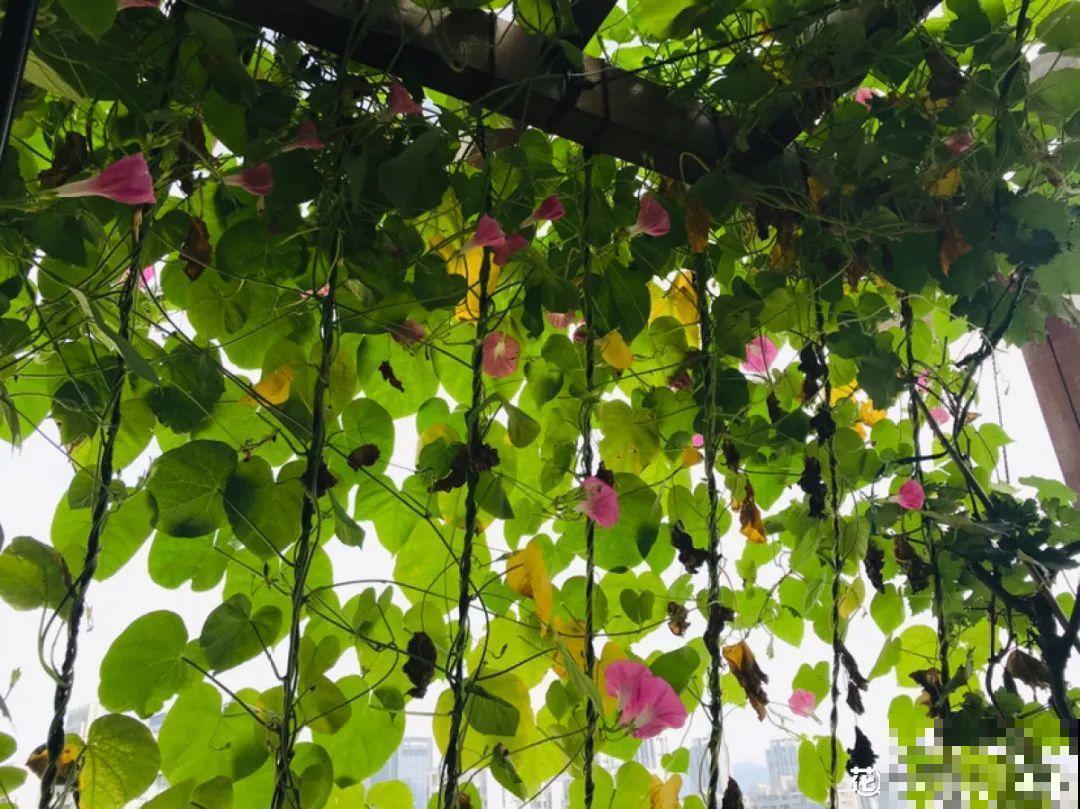 屋里种一棵爬藤花，夏天开花超旺，越热开花越多