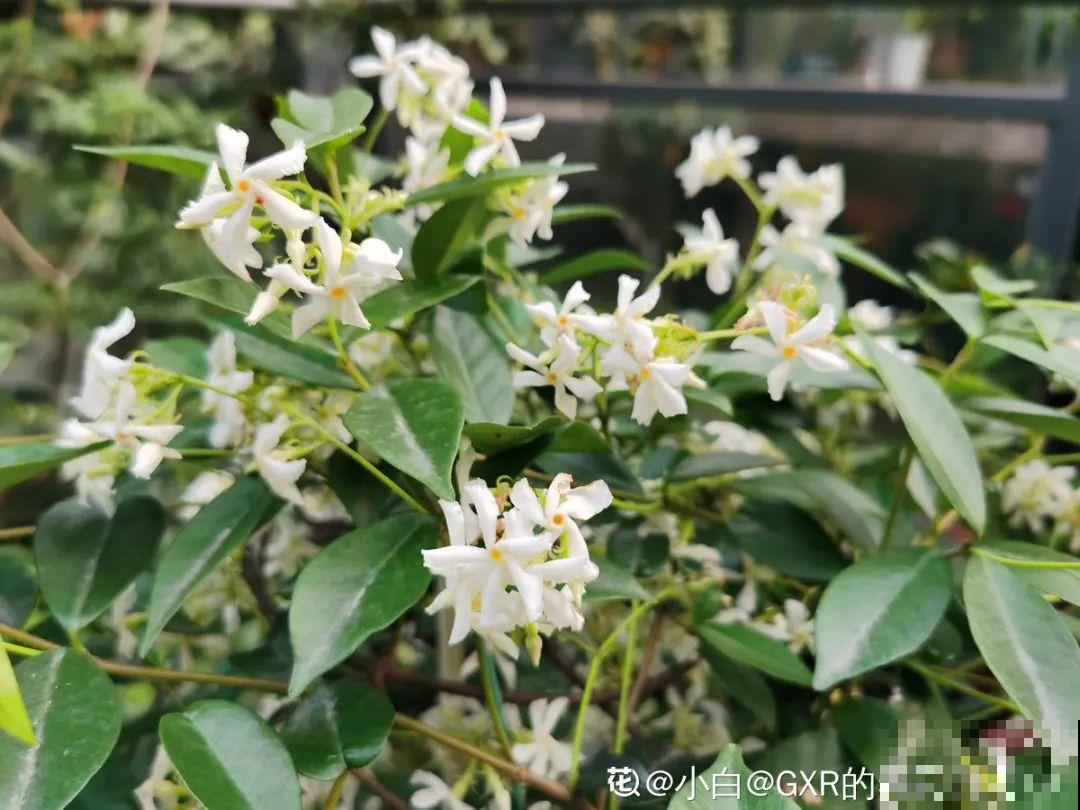 5月出门,收下这份百花图谱,啥花都能叫上名! 5月出门,收下这份百花图谱,啥花都能叫上名!