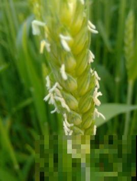 花期最短的花,只有5分钟,见过都是幸运! 花期最短的花,只有5分钟,见过都是幸运!