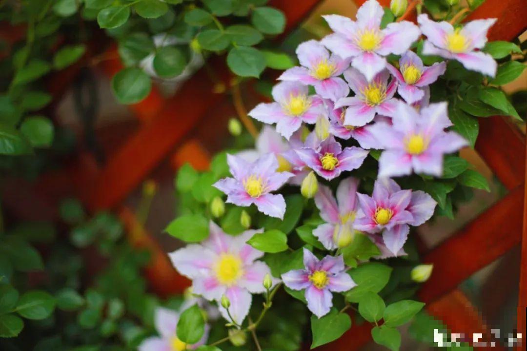 自己建个花园，希望能有一块地，安静思考，静静赏花