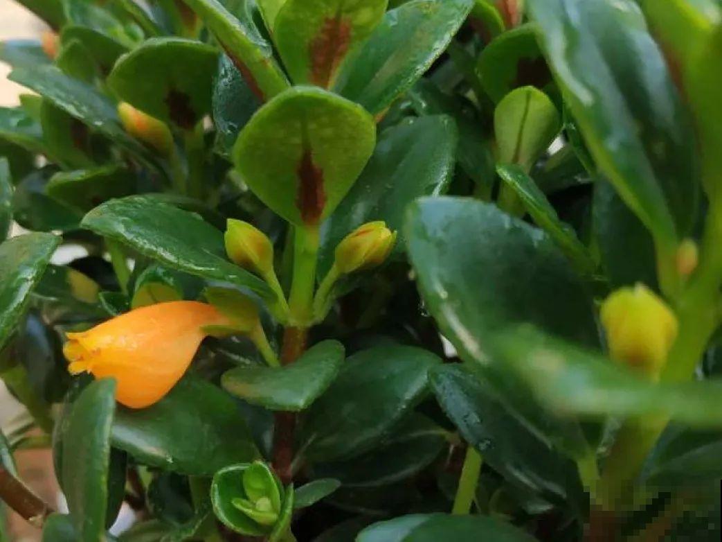 7种“落地生根”花,春天多插几棵,成活率特别高 7种“落地生根”花,春天多插几棵,成活率特别高