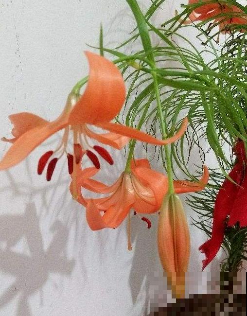 关于植物的知识问答， 答对6道，就叫你“博士”