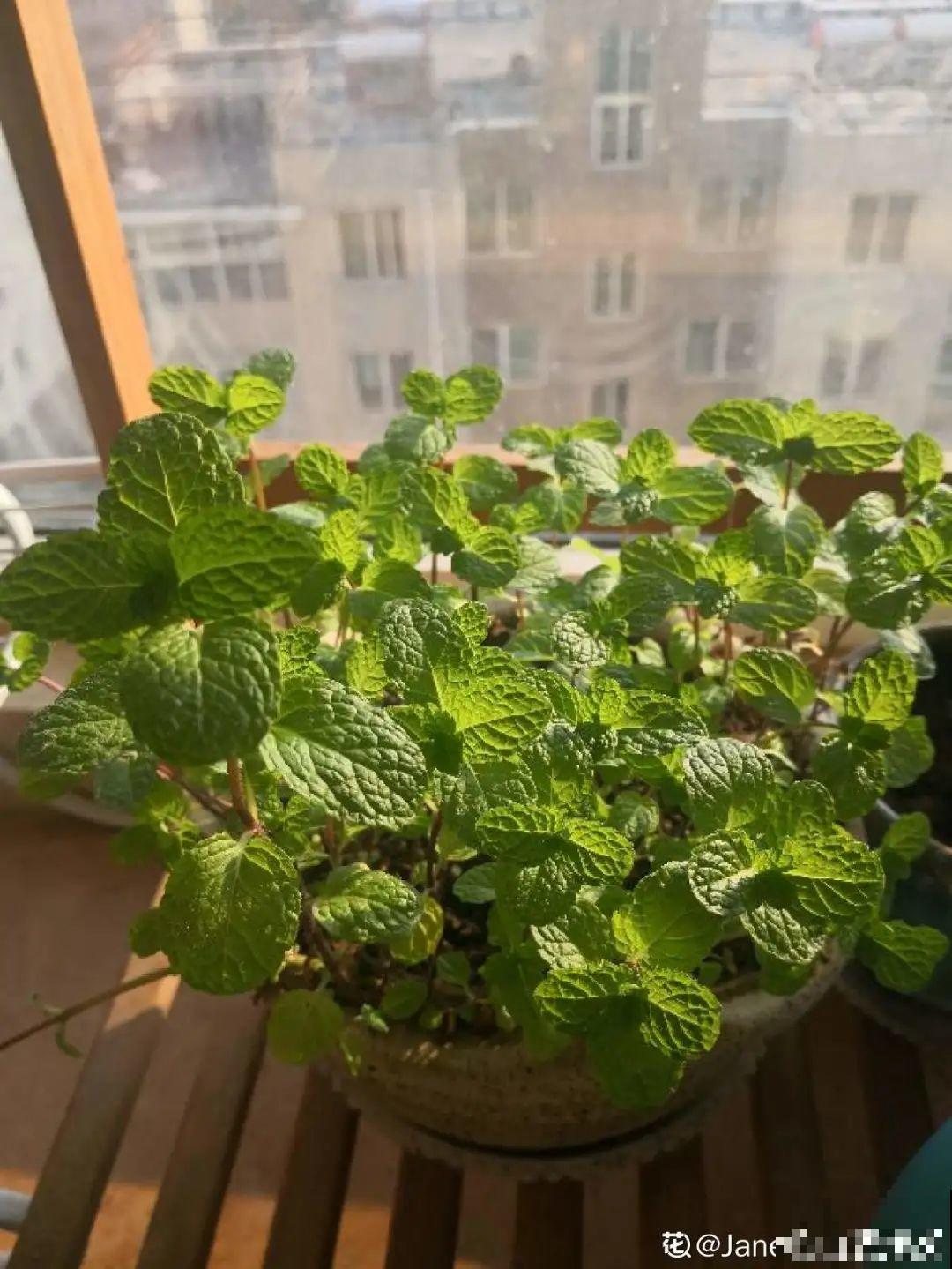 春天开始养薄荷, 等到天热了,爆出一大盆 春天开始养薄荷, 等到天热了,爆出一大盆