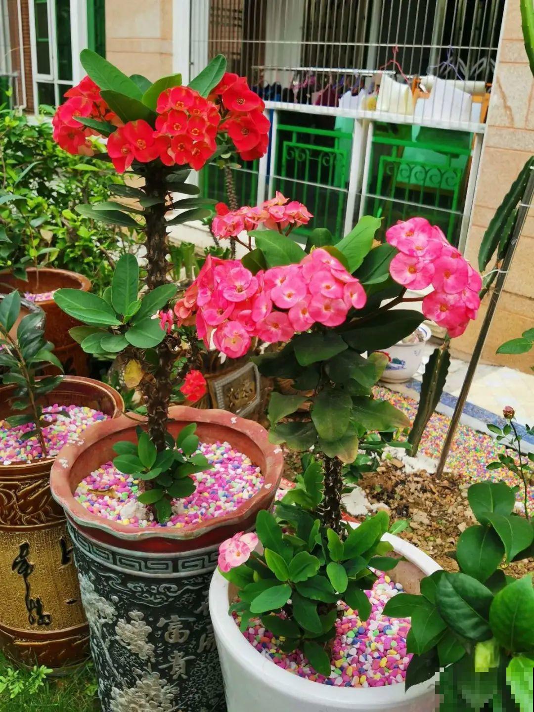 家里养棵“丑八怪”，霸气镇宅，越养越爱