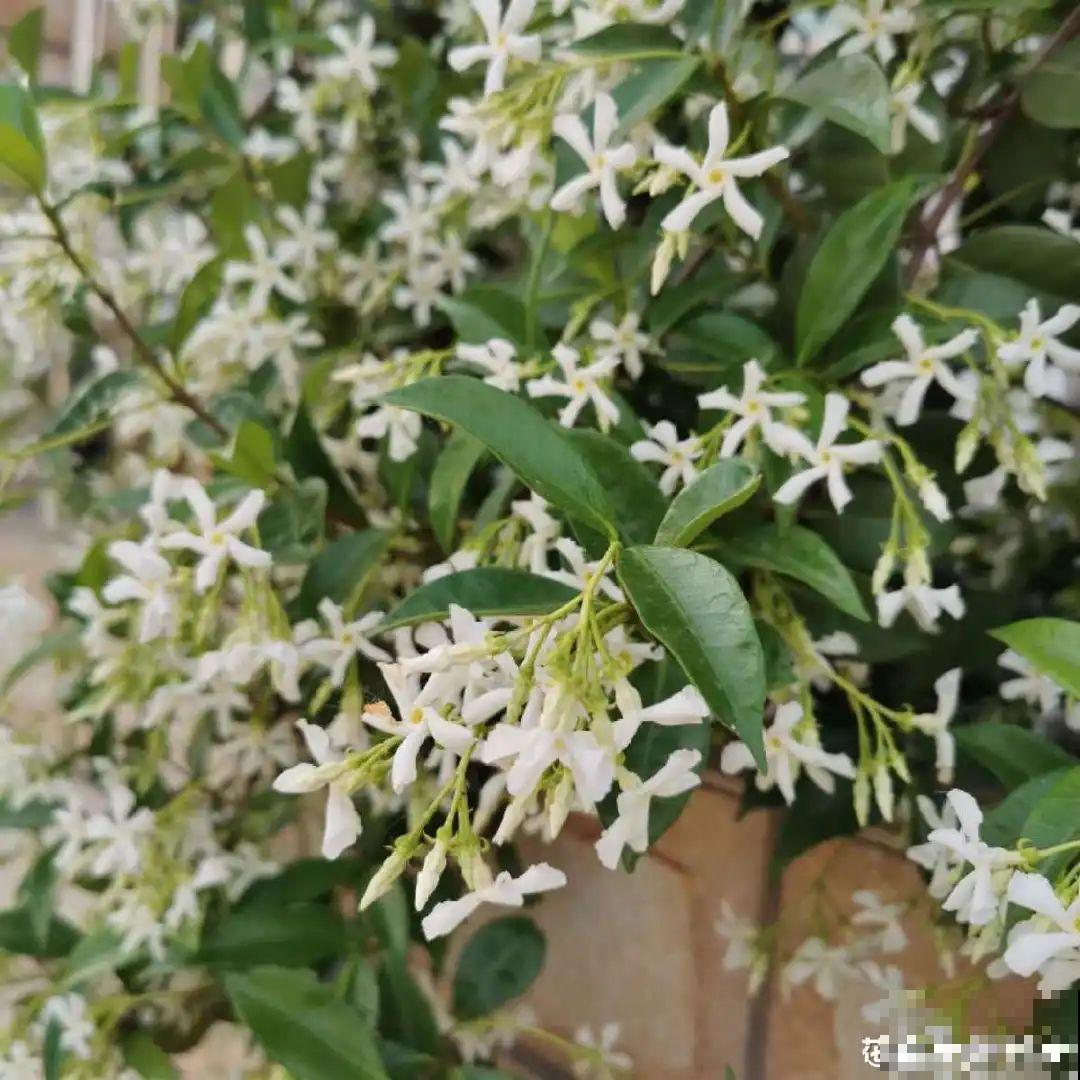 清明赏花，带上这份花卉图谱，变身行走的识花机器