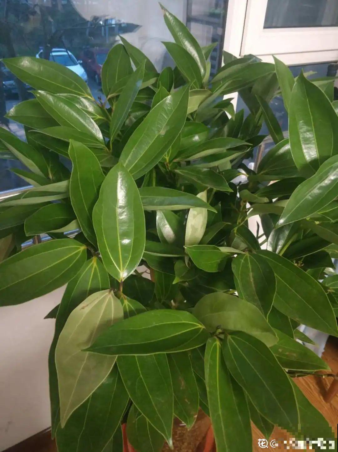 公认的难养花，买一盆死一盆，原来是被动了手脚…