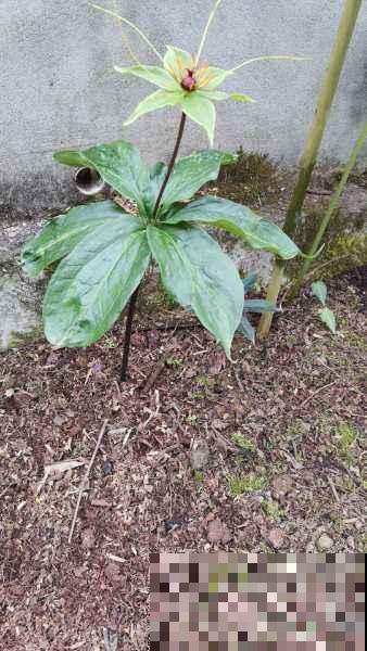 仙剑三的主角原来都是花的名字，追了那么久，居然都不知道！