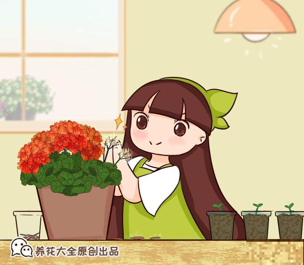 天竺葵开爆盆的技巧，看完轻松养出大花球！