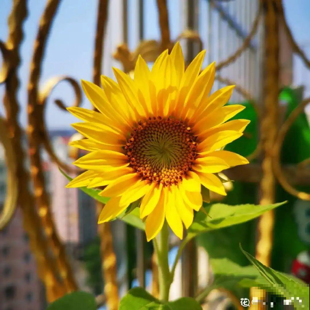 家里养盆“省心”花,自己开花自己结种,不用再买花种了 家里养盆“省心”花,自己开花自己结种,不用再买花种了