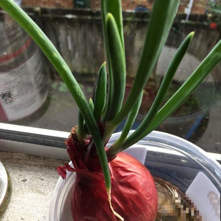 切洋葱会流泪？搞清楚原因，轻松守住泪腺！