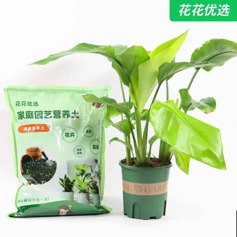 蓝莓自己在家也能种，果子结的一串串，营养价值特高