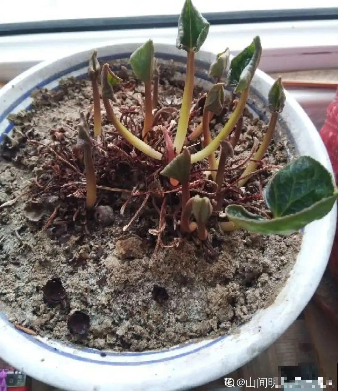 天热了,8种花要休眠,要少浇水 天热了,8种花要休眠,要少浇水