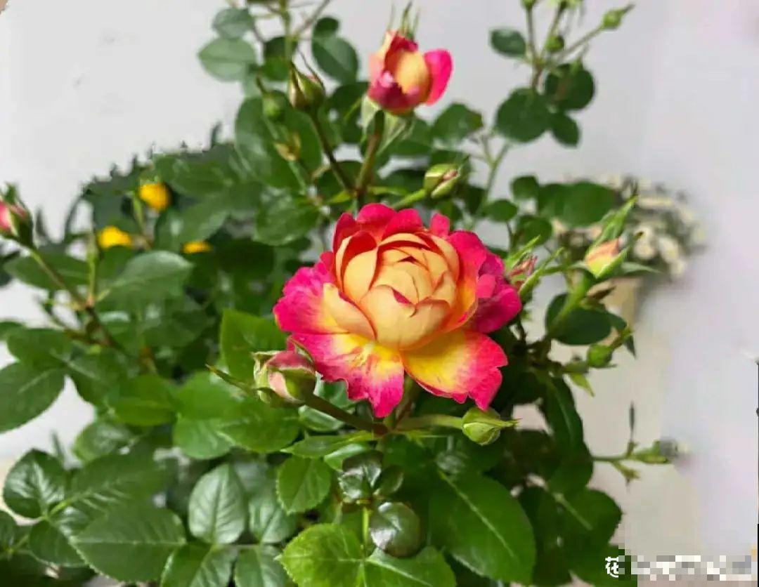 给花浇水掺点白醋，植物根比萝卜还粗，健壮不黄叶