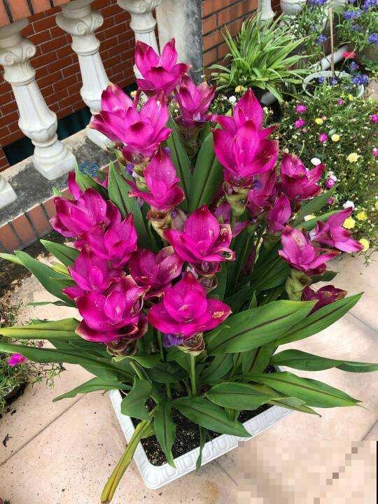 长得像生姜的“荷花”,开花时美艳动人,少见却十分好养 长得像生姜的“荷花”,开花时美艳动人,少见却十分好养