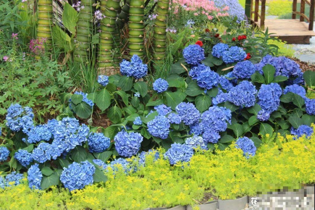 花园“三剑客”，可不太好养，能养好的都是高手