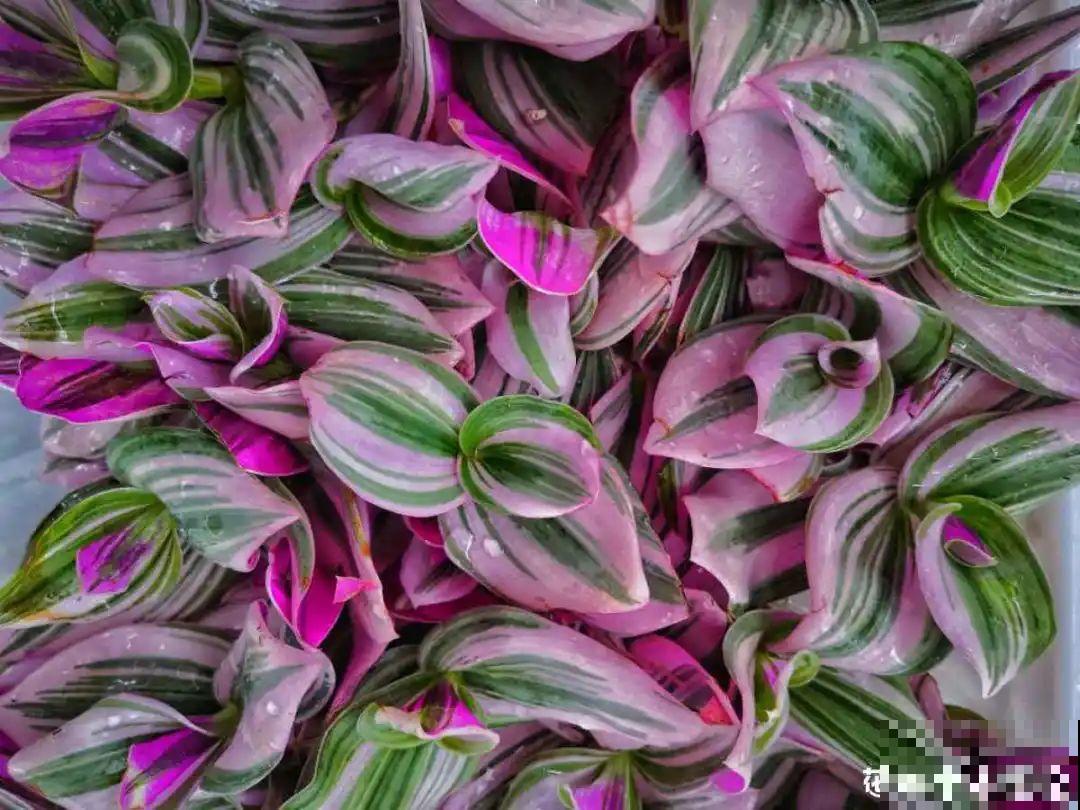 半死不活的花,扔水里,突然长疯了 半死不活的花,扔水里,突然长疯了