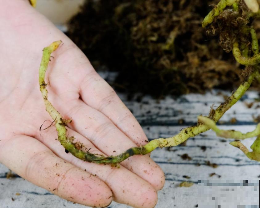 蝴蝶兰现在还不换盆，水苔容易发霉 ，越长越差劲