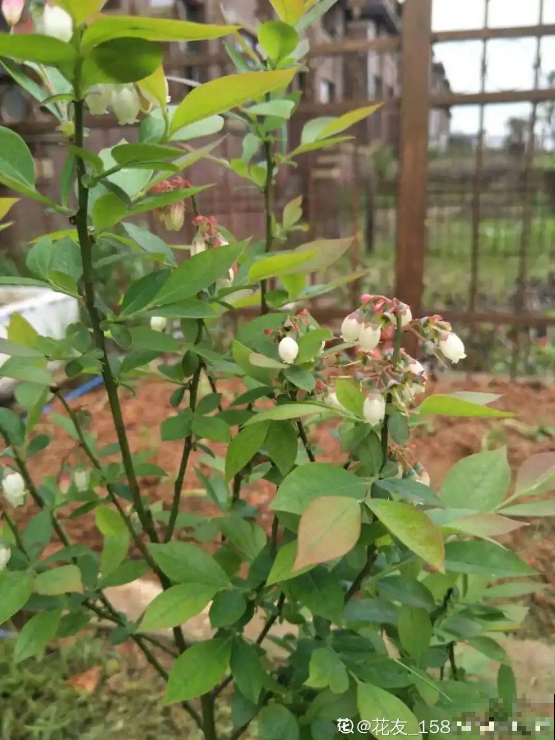 蓝莓自己在家也能种，果子结的一串串，营养价值特高