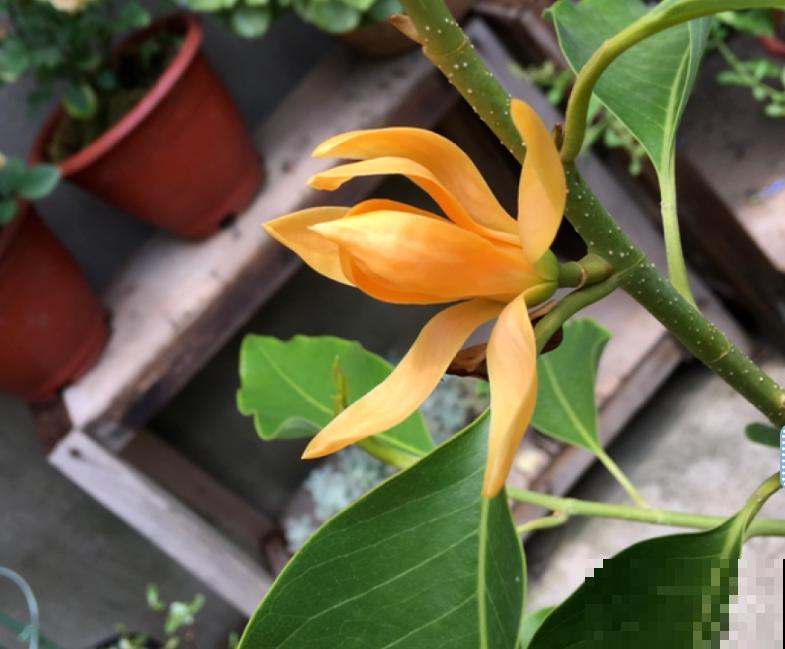 1棵白兰花， 满屋都是香味，真是活香水