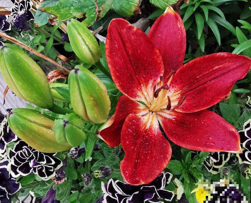 身边有个不喜欢养花的人，对着你冷嘲热讽，你会怎么办？