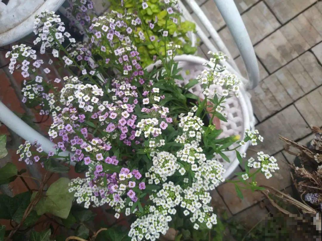 5月出门,收下这份百花图谱,啥花都能叫上名! 5月出门,收下这份百花图谱,啥花都能叫上名!