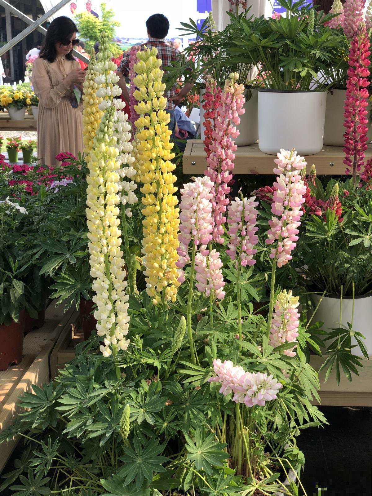 适合孩子们养的花,个个好养易爆盆,开花五颜六色真好看 适合孩子们养的花,个个好养易爆盆,开花五颜六色真好看