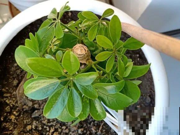 7种花要赶紧砍头,一头变多头,长得是真旺 7种花要赶紧砍头,一头变多头,长得是真旺