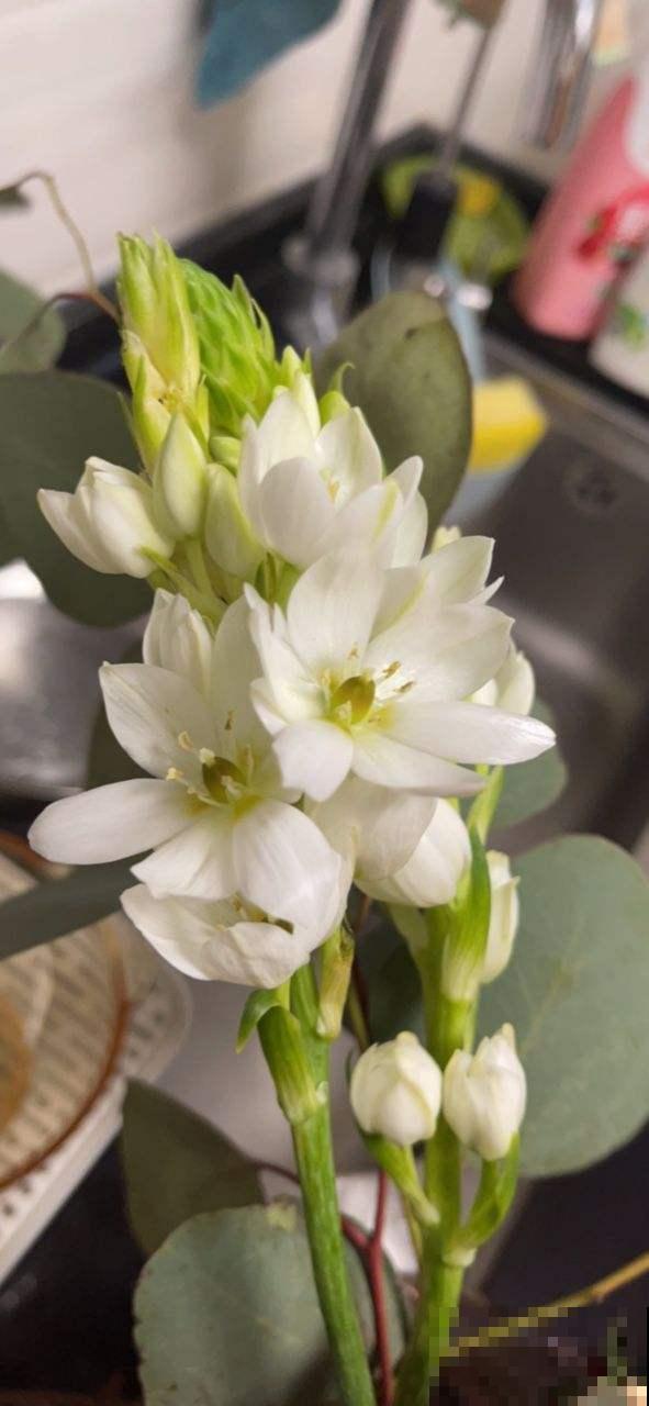 3种夏天“移动香水”，开花旺盛，满屋子都是香味