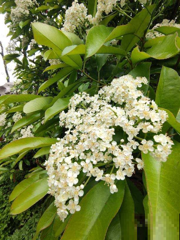 3种花颜值高,就是有“狐臭”,真是让人难以抉择 3种花颜值高,就是有“狐臭”,真是让人难以抉择