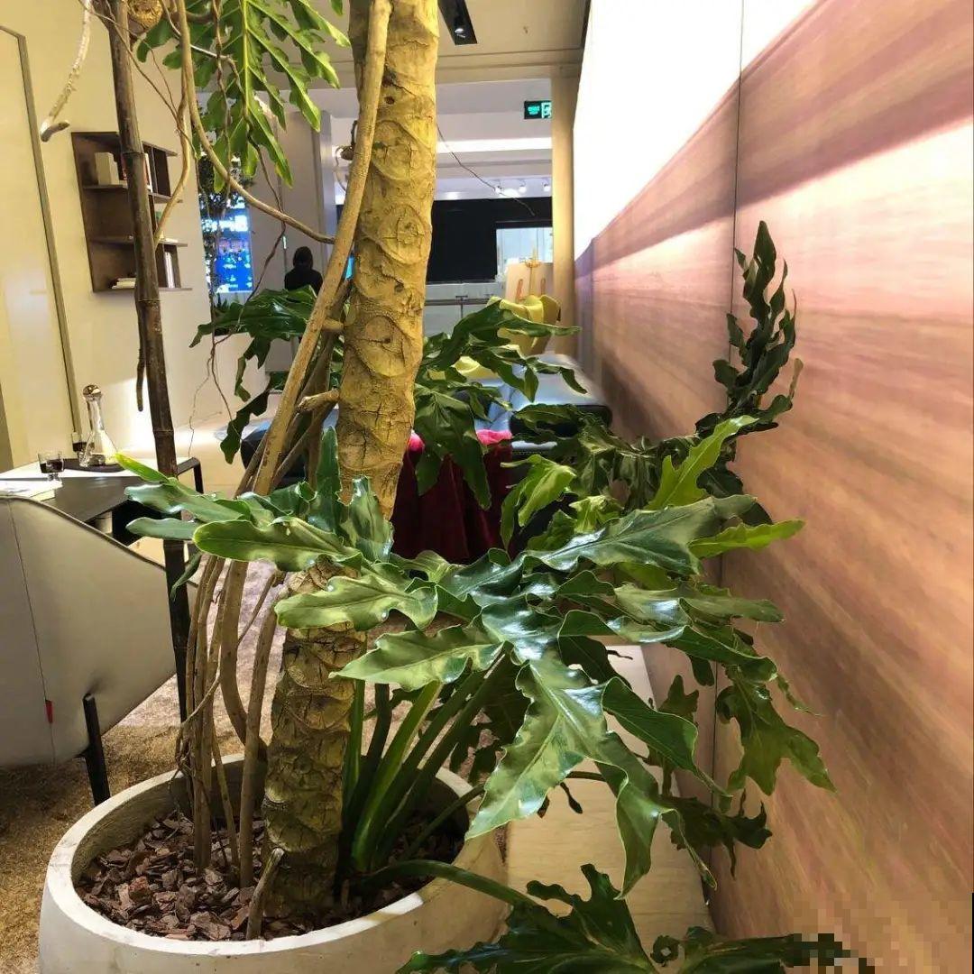 10种花越高越值钱,能长到2米,大高个霸气镇宅! 10种花越高越值钱,能长到2米,大高个霸气镇宅!