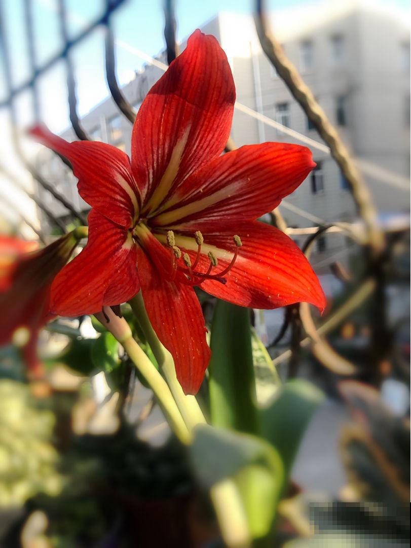 养花当成爱好没事,就是别过“底线”,不然容易惹麻烦 养花当成爱好没事,就是别过“底线”,不然容易惹麻烦