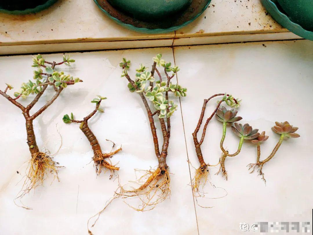 温度差不多稳定了,要准备给多肉换盆,记住这7个步骤 温度差不多稳定了,要准备给多肉换盆,记住这7个步骤