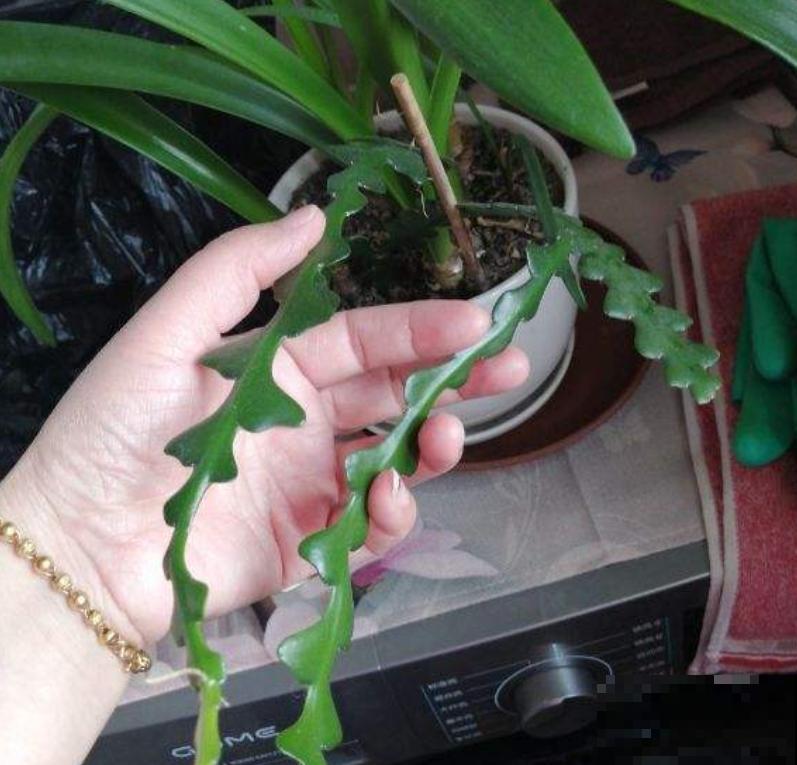 80种常见花卉，读过后，花名难不倒你