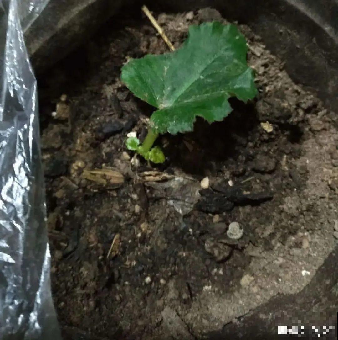 难度夏的8种花，赶紧扦插备份，再晚只剩盆了