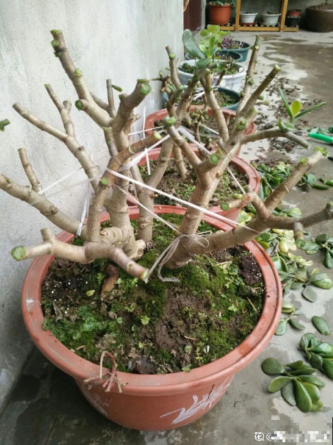 7种花要赶紧砍头,一头变多头,长得是真旺 7种花要赶紧砍头,一头变多头,长得是真旺