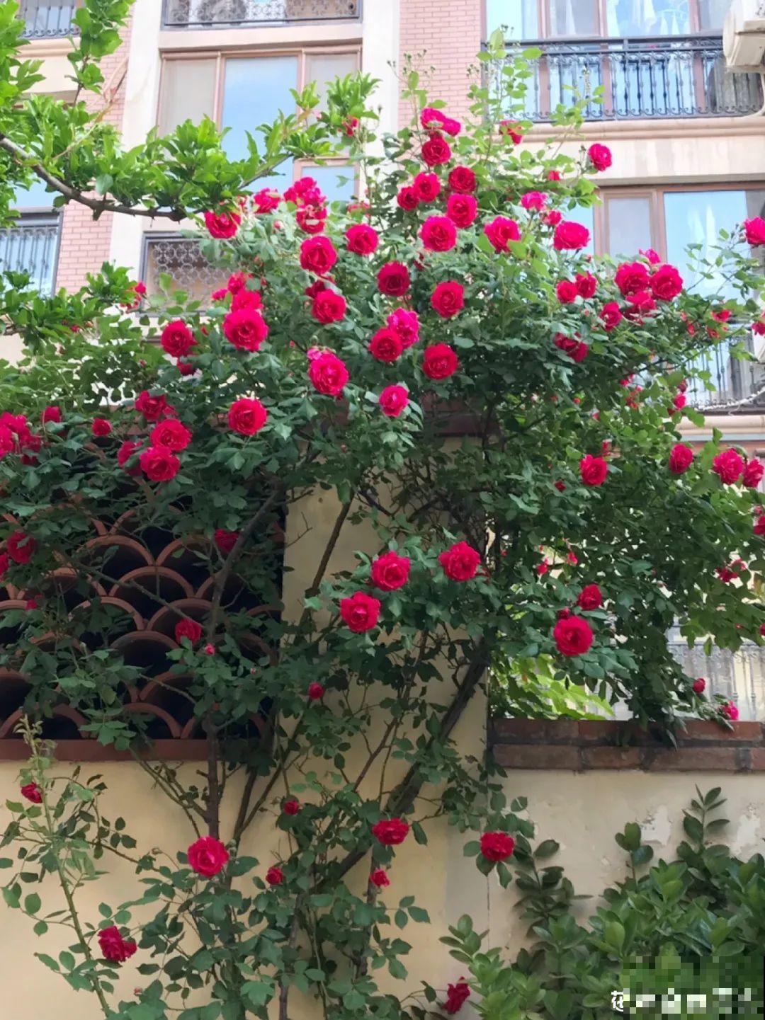 春天来了，有个院子养点花，简直太幸福