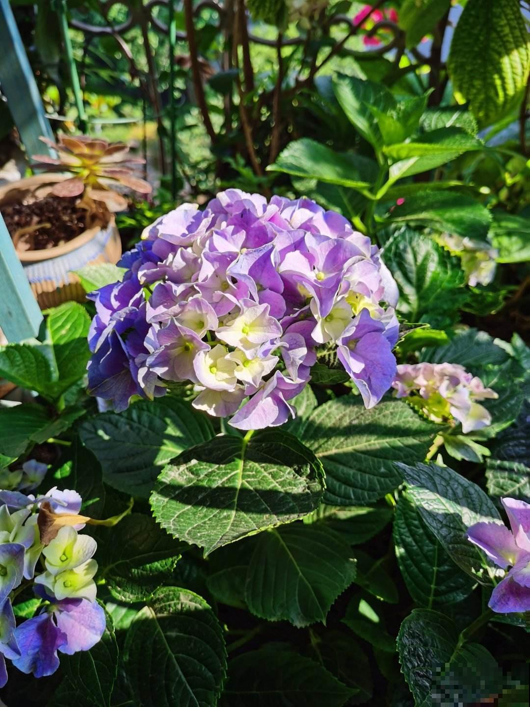 网购花卉是个技术活，别贪小便宜，少买点假货吧！