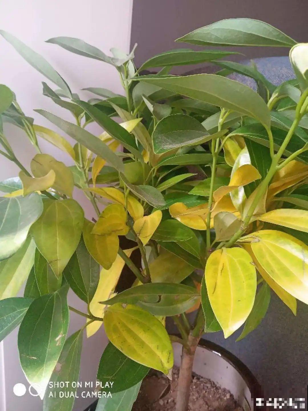 公认的难养花，买一盆死一盆，原来是被动了手脚…