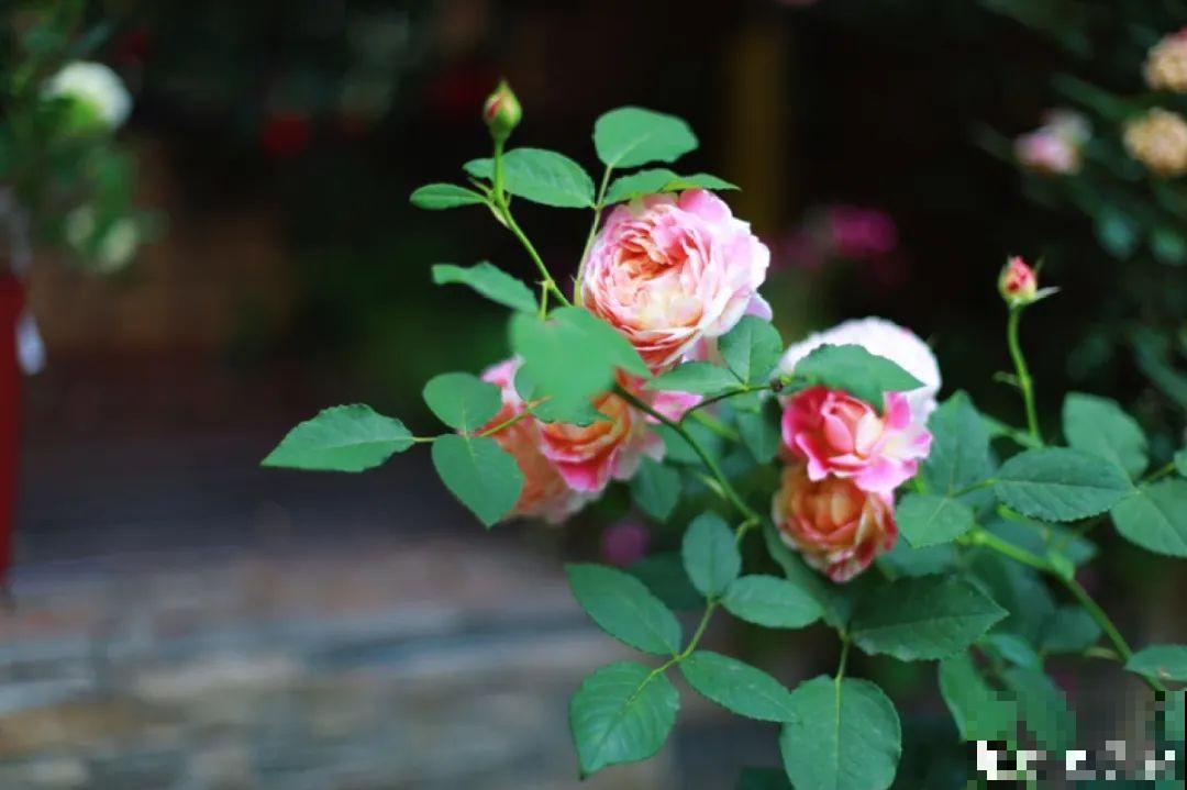 自己建个花园，希望能有一块地，安静思考，静静赏花