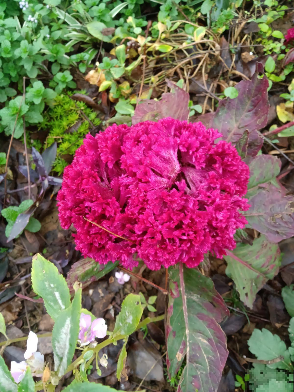 农村路边常见的花，都是药材，功效还不少
