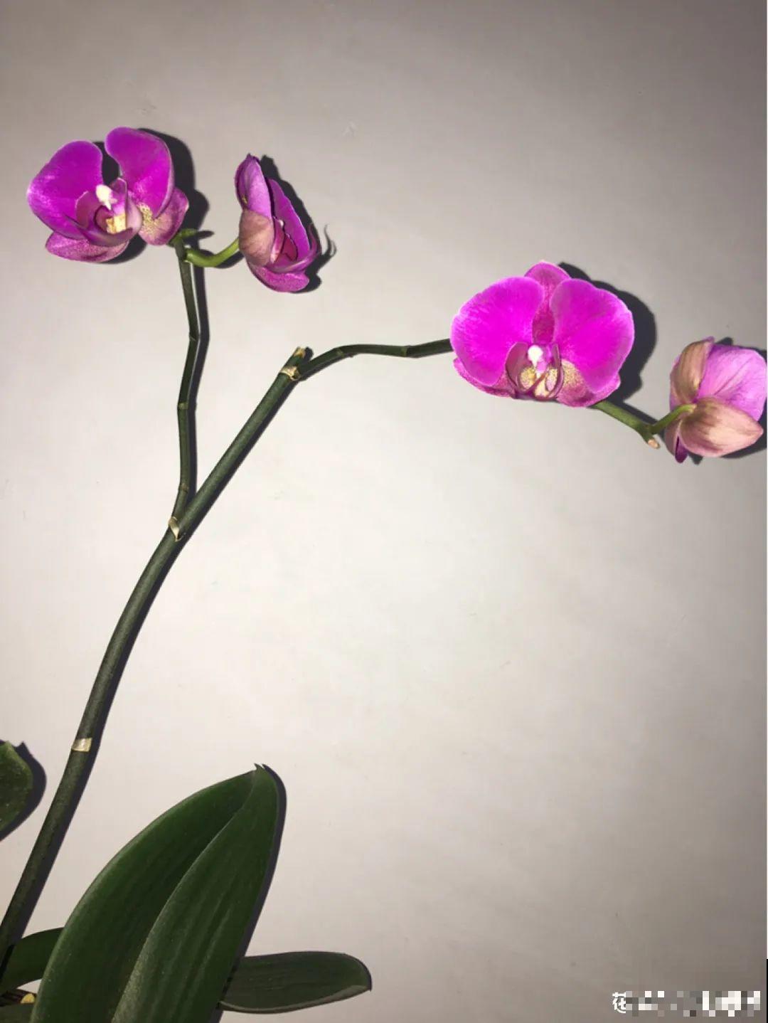 长寿开花后，要好好修剪，很快冒新芽