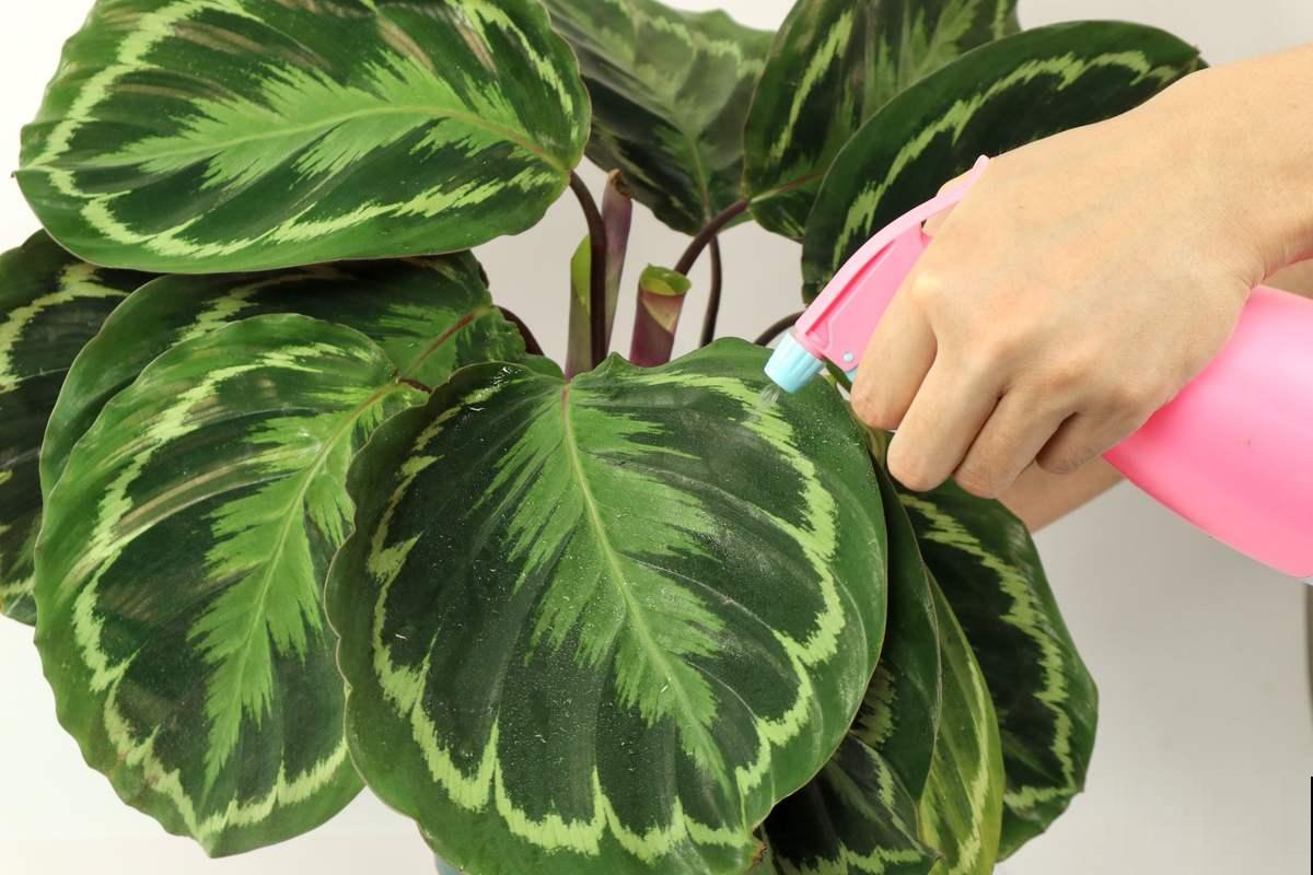 在家养耐阴花，注意“3个好处和3个骗局”，耐阴花才能长得壮