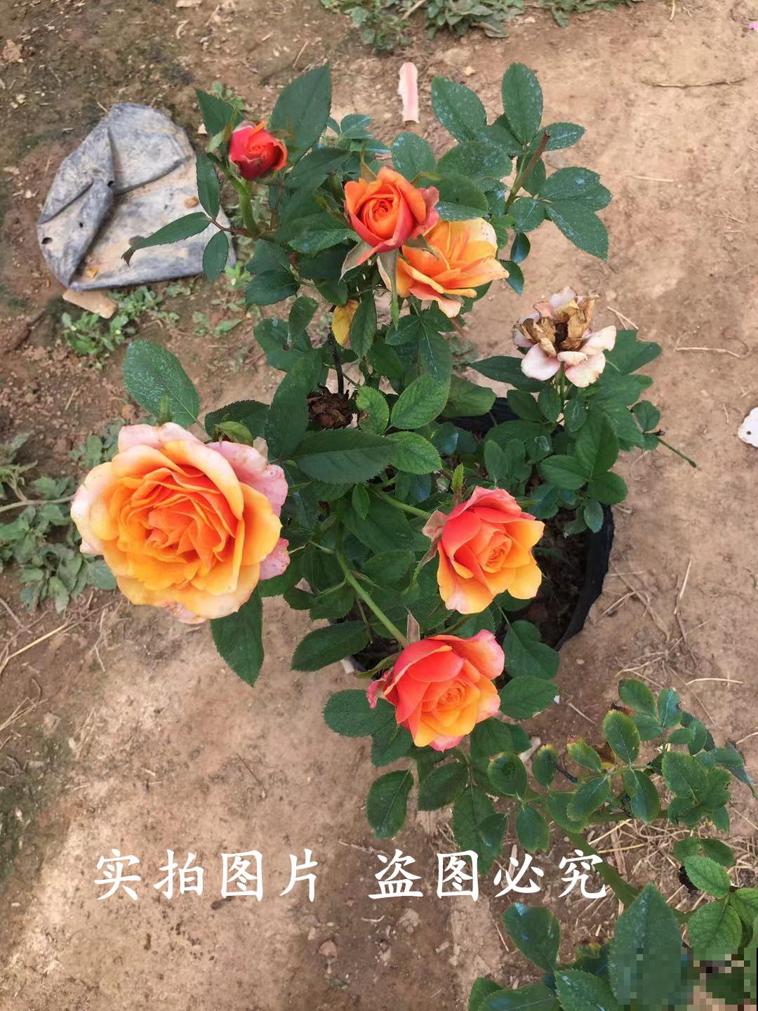 5种花真是“一举两得”,开花之后剪下来,插花瓶里颜值更高 5种花真是“一举两得”,开花之后剪下来,插花瓶里颜值更高