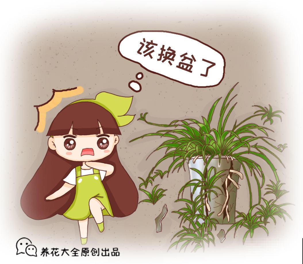 春天给花换盆，掌握换盆技巧，换完呼呼长