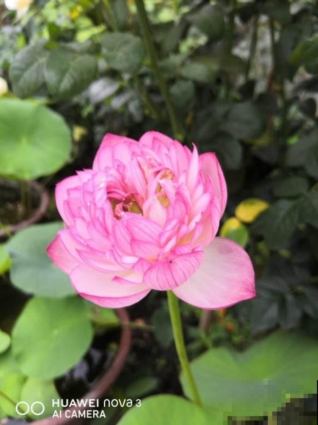 立夏后养3类花，养家里看着真舒服，还特别耐晒