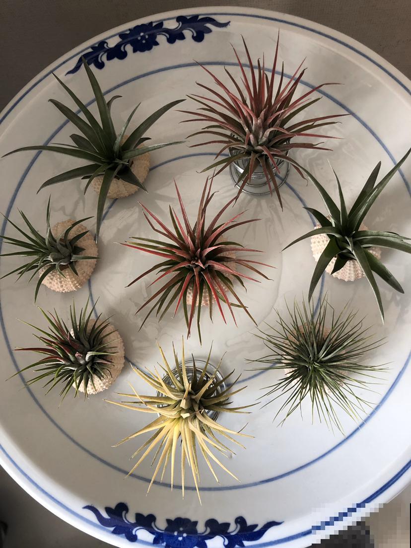 特耐旱的花,适合夏天养,不用浇水就很省事! 特耐旱的花,适合夏天养,不用浇水就很省事!